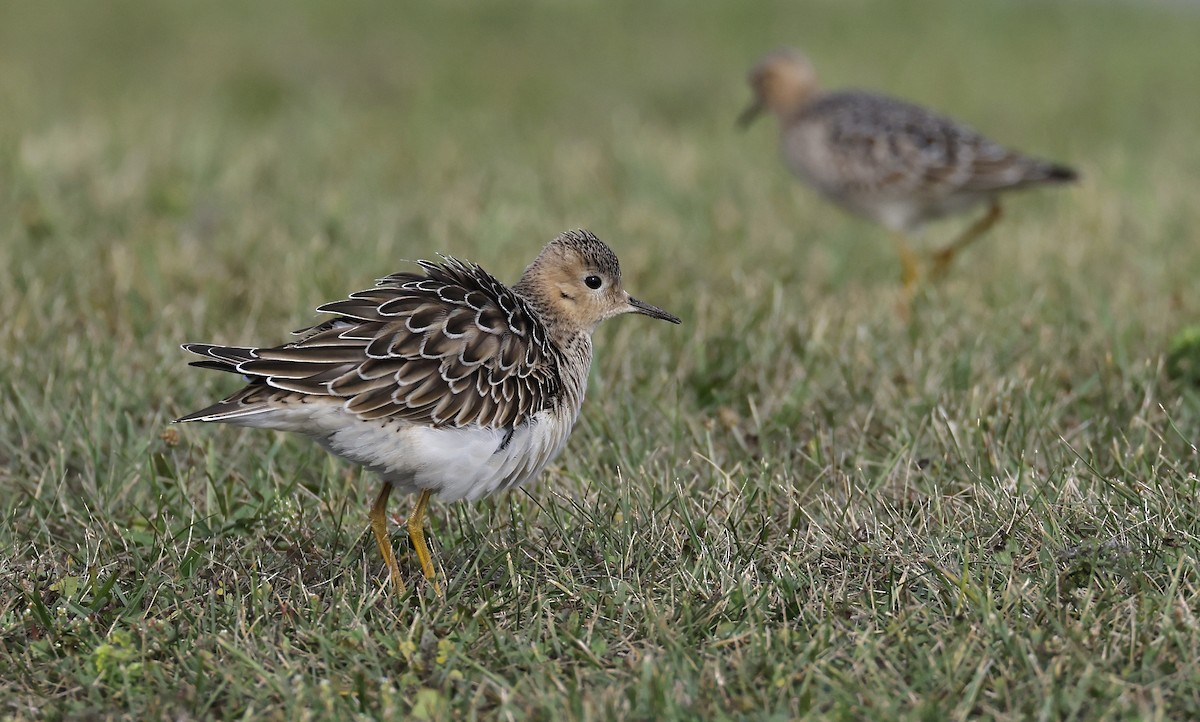 jespák plavý - ML642462463