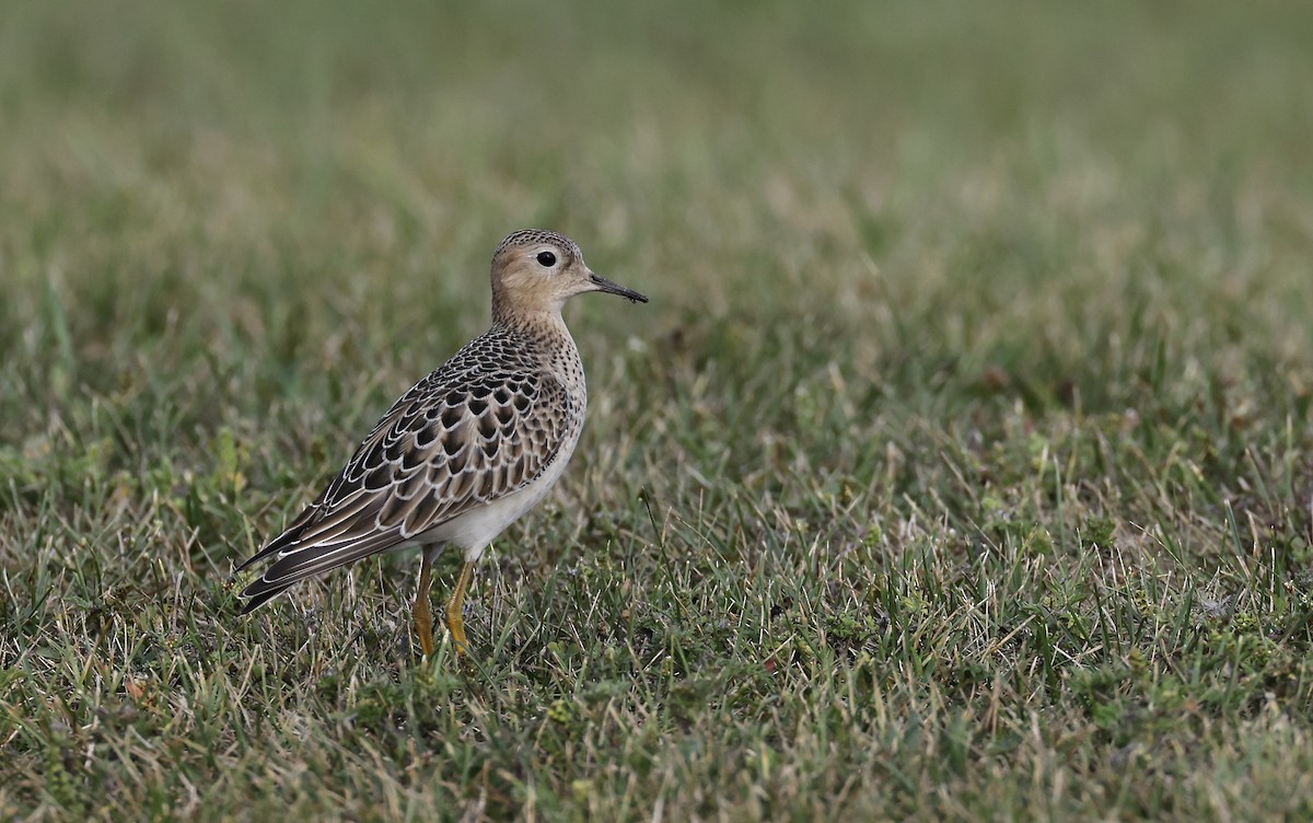 jespák plavý - ML642462475