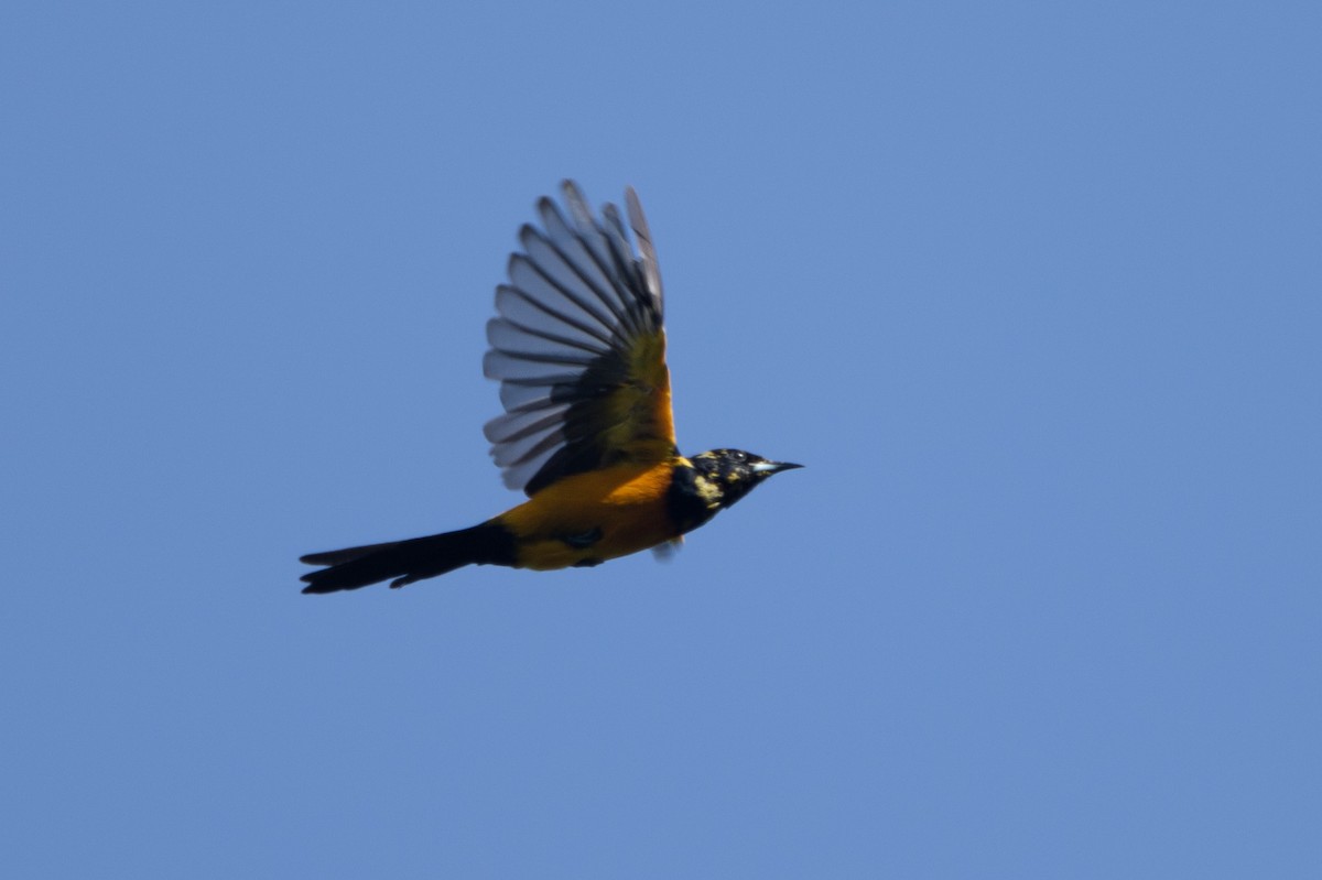 Black-vented Oriole - ML642462502