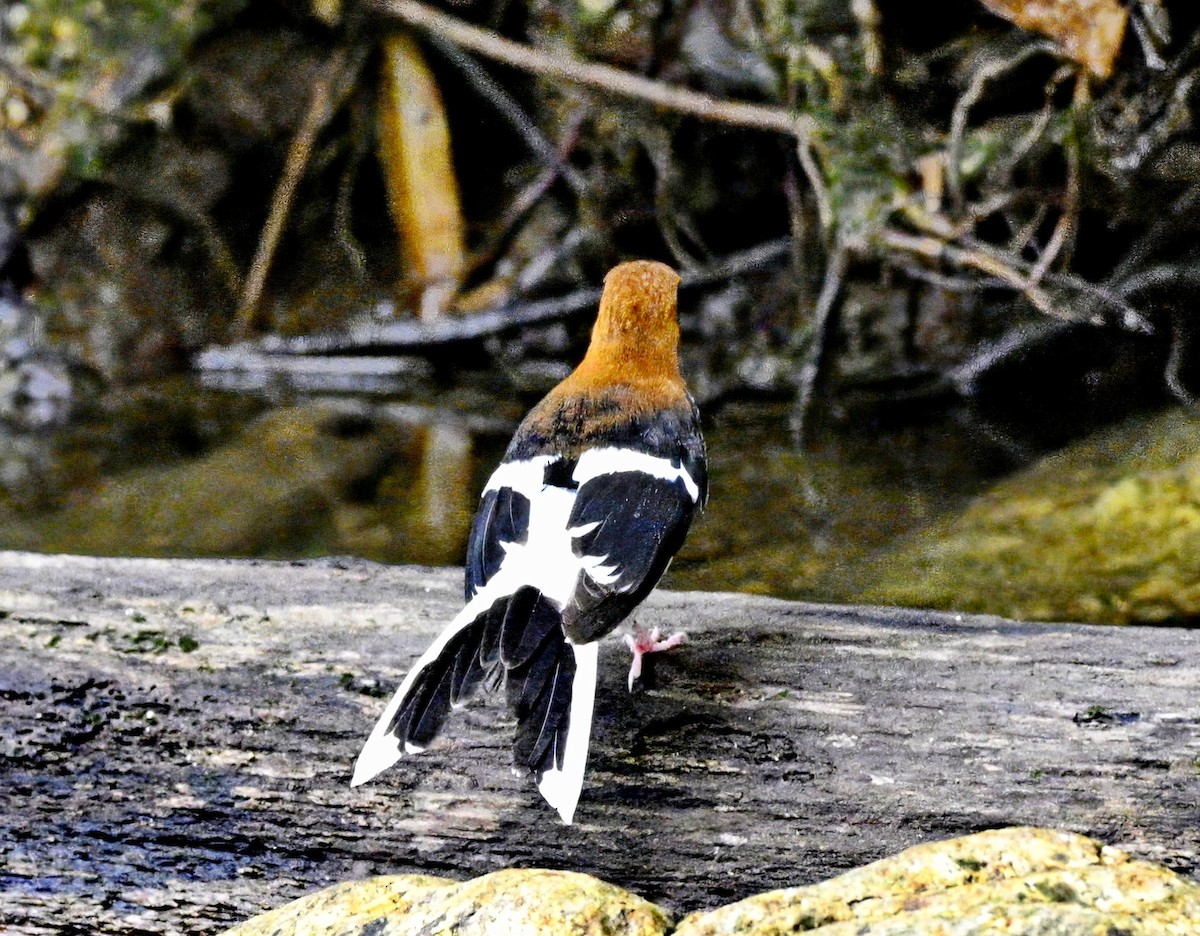アカエリエンビシキチョウ - ML642462513