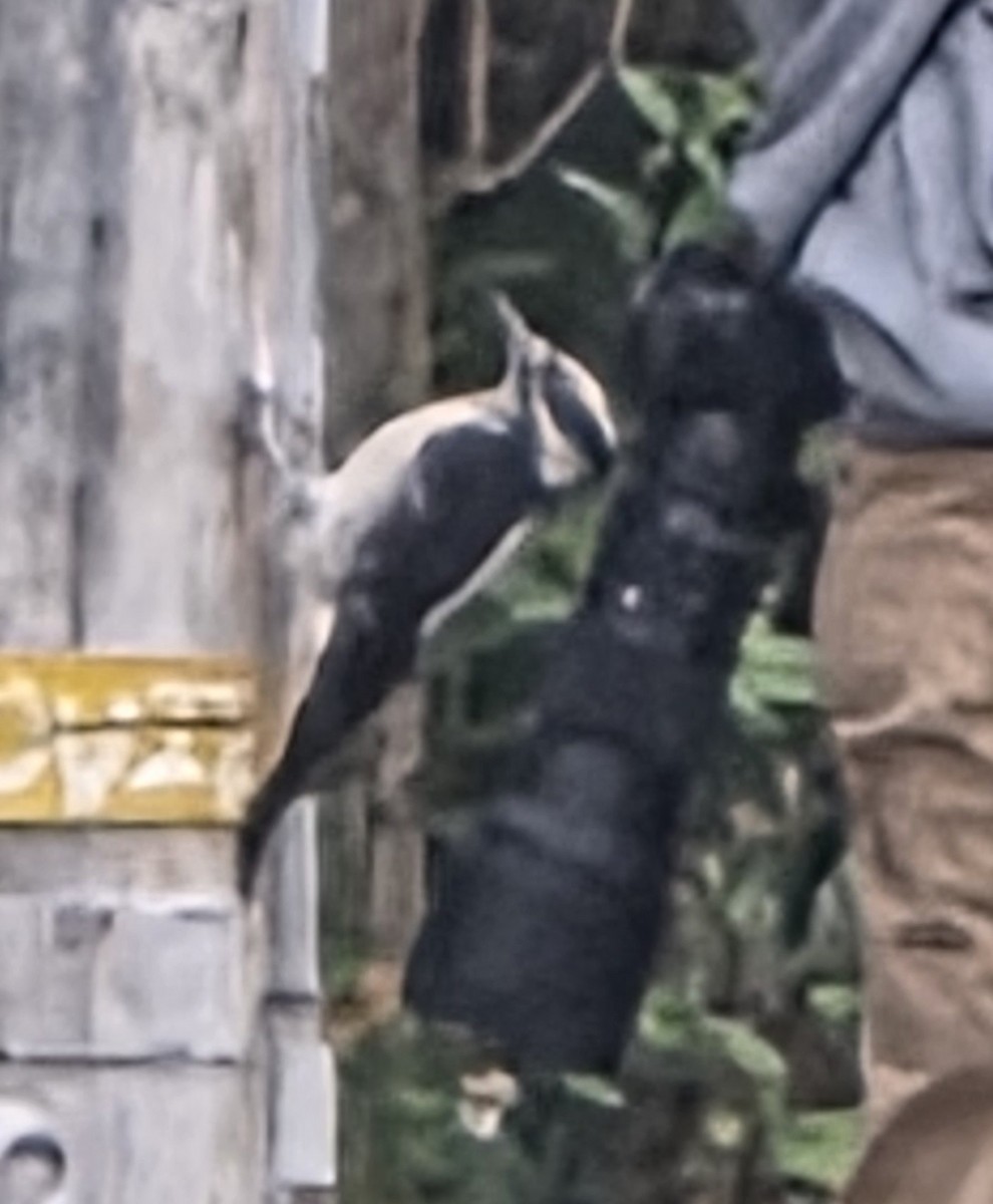 Hairy Woodpecker (Pacific) - ML642462570