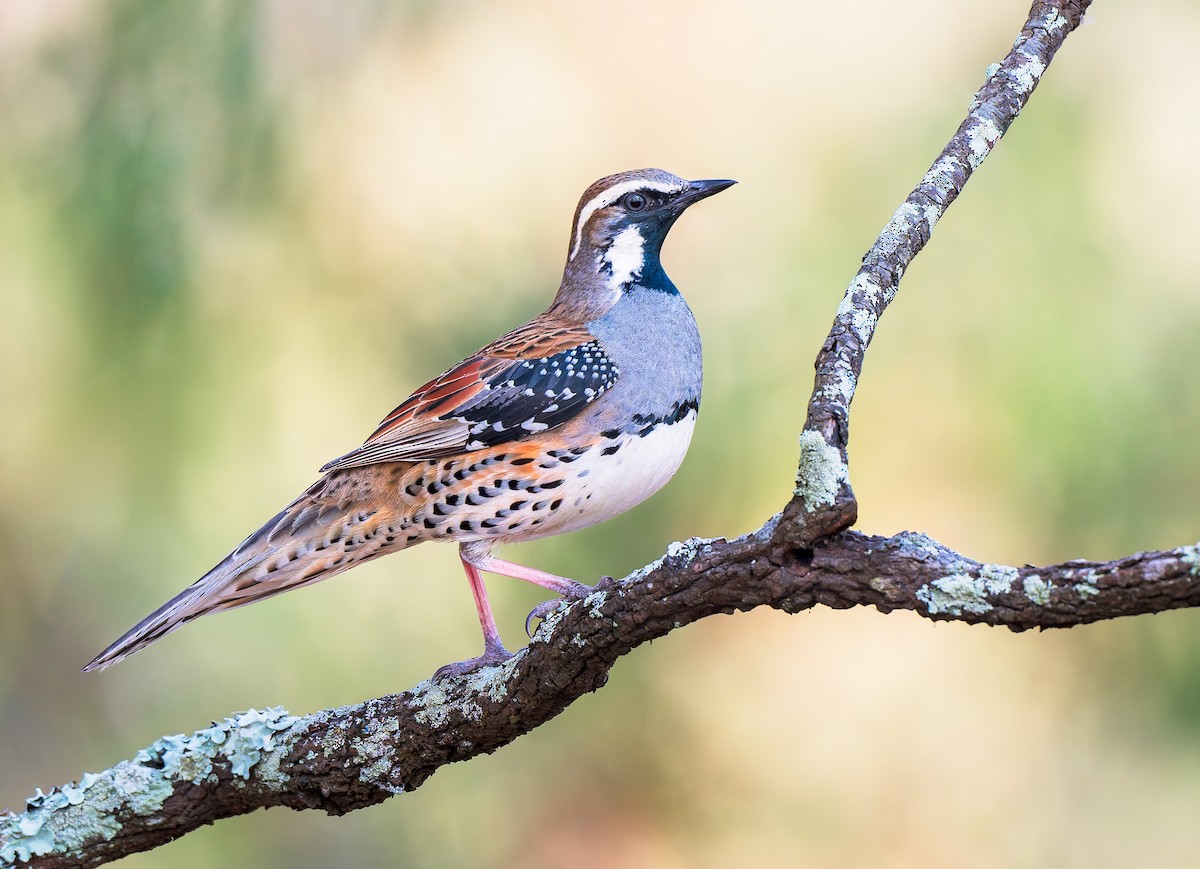 Spotted Quail-thrush - ML642462571