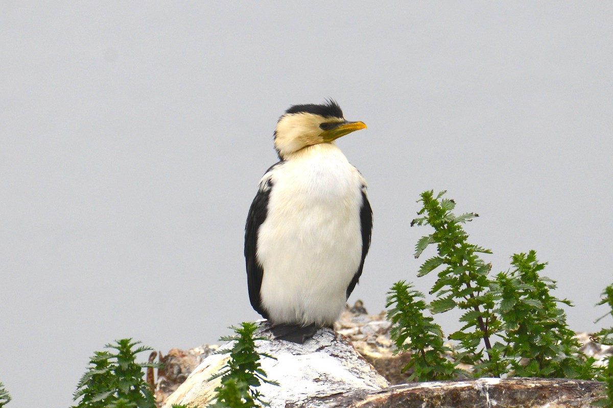 Cormoran pie - ML642462595