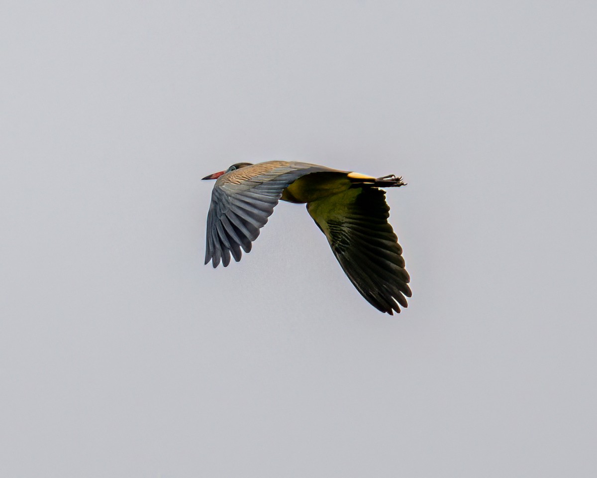 Héron flûte-du-soleil - ML642462604