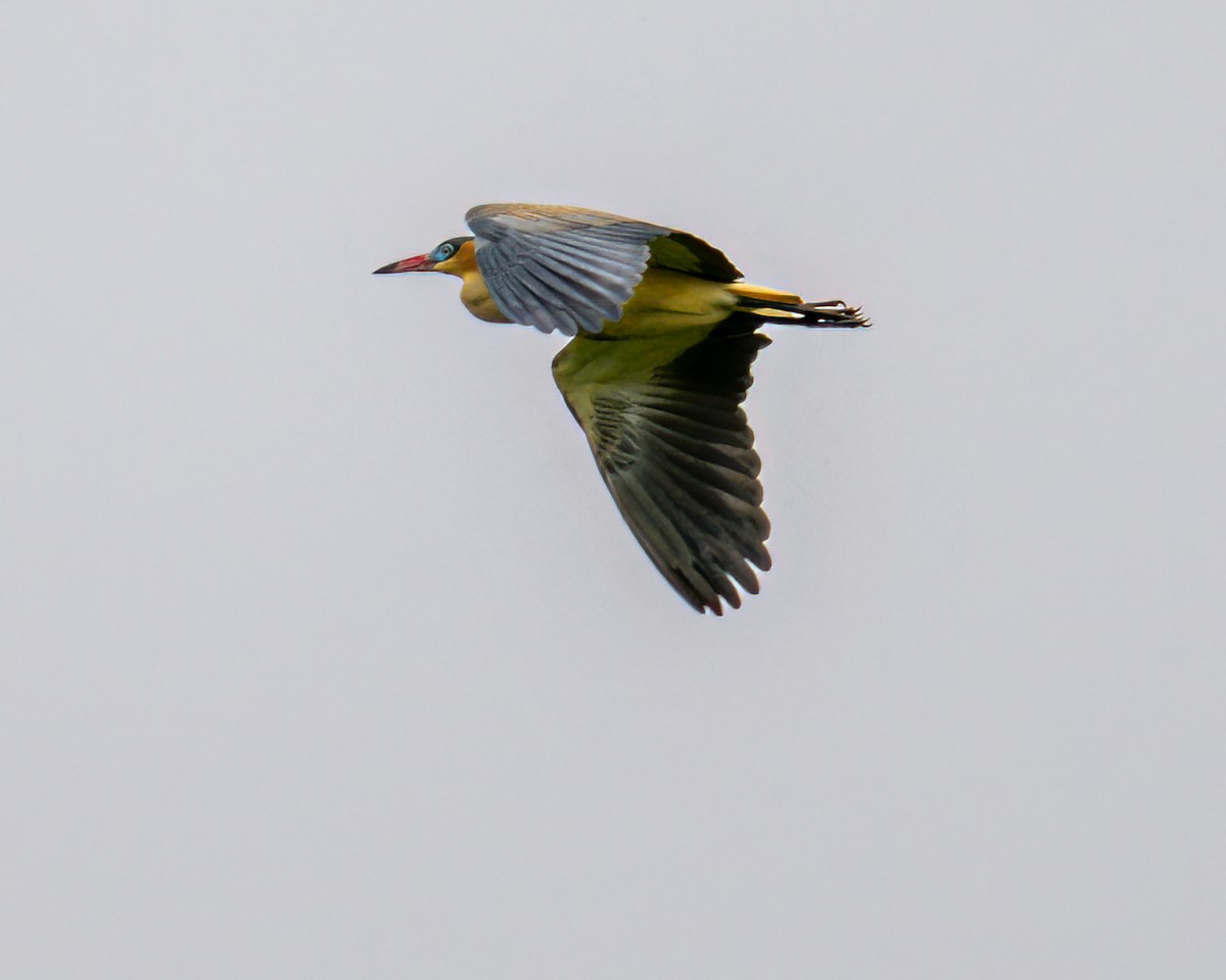 Héron flûte-du-soleil - ML642462605