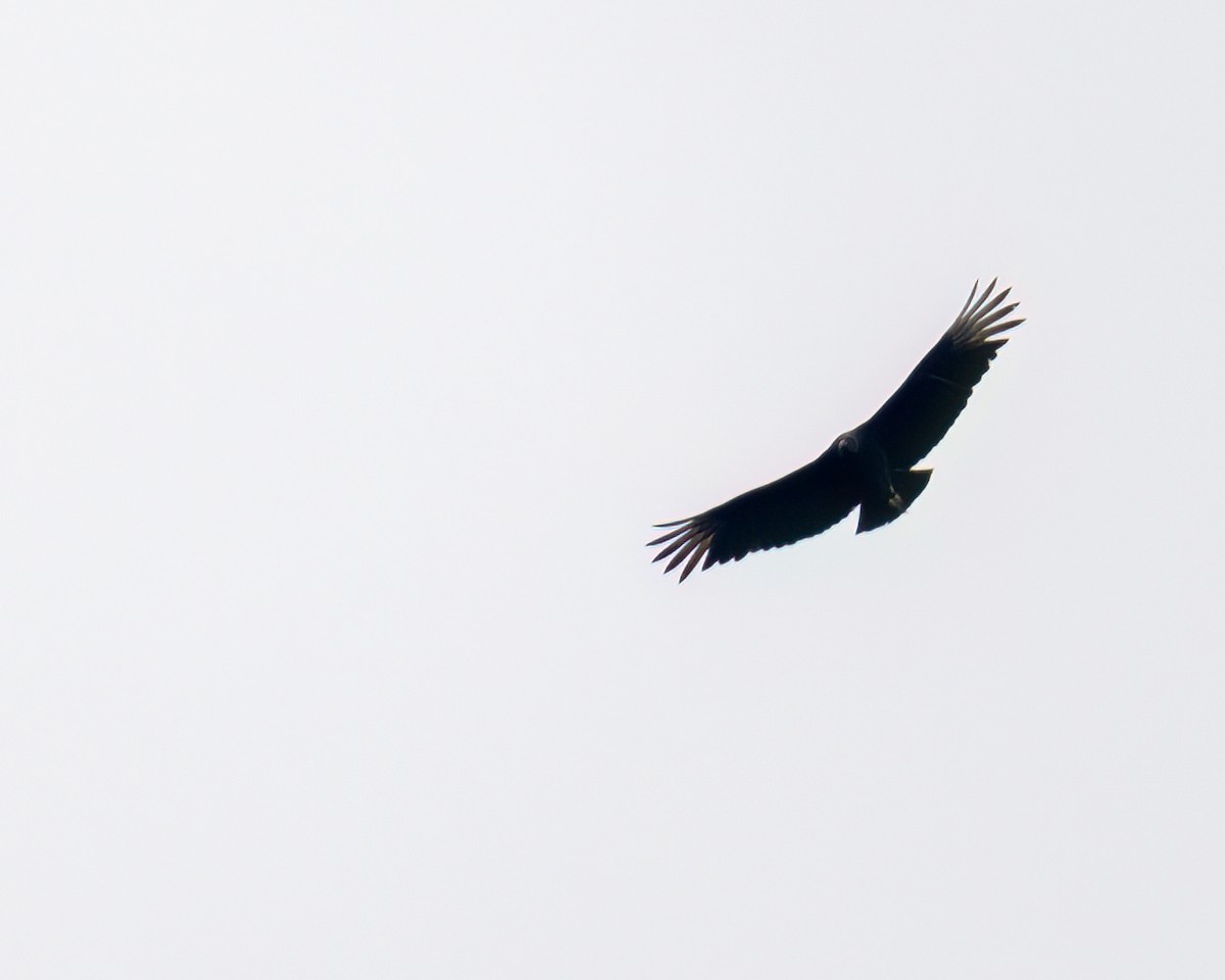 Urubu noir - ML642462617