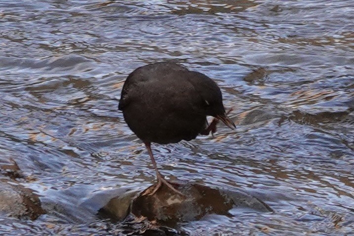 American Dipper - ML642462623