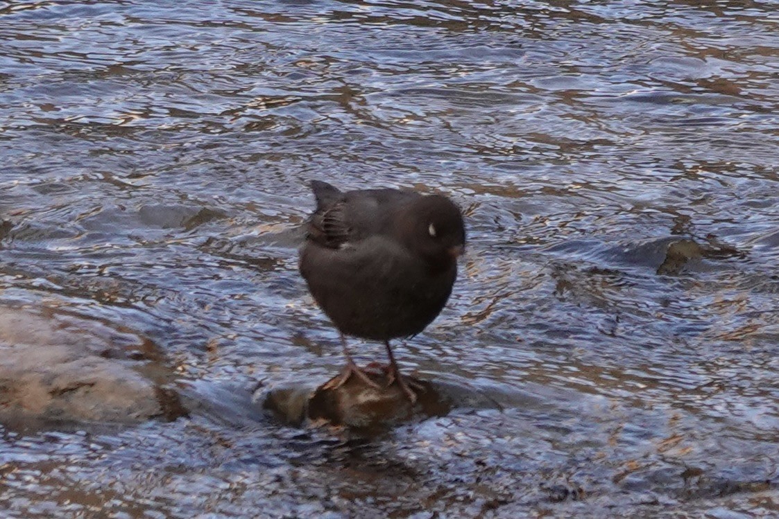 American Dipper - ML642462624