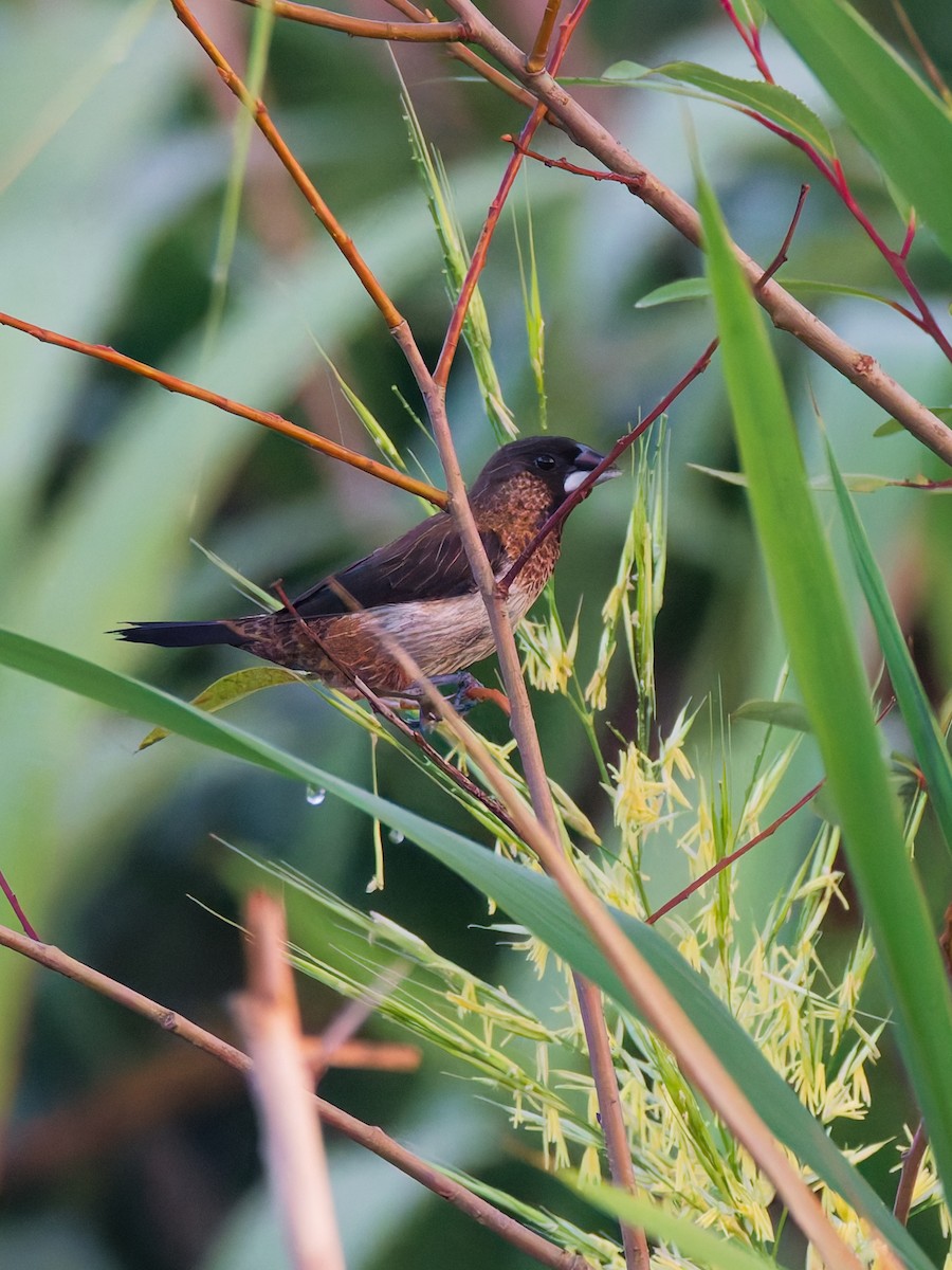 White-rumped Munia - ML642462630