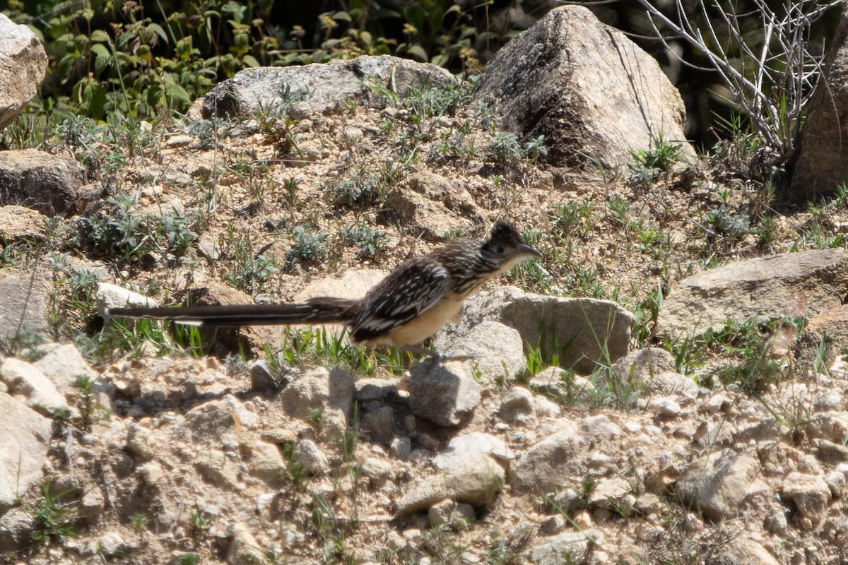 Lesser Roadrunner - ML642462647