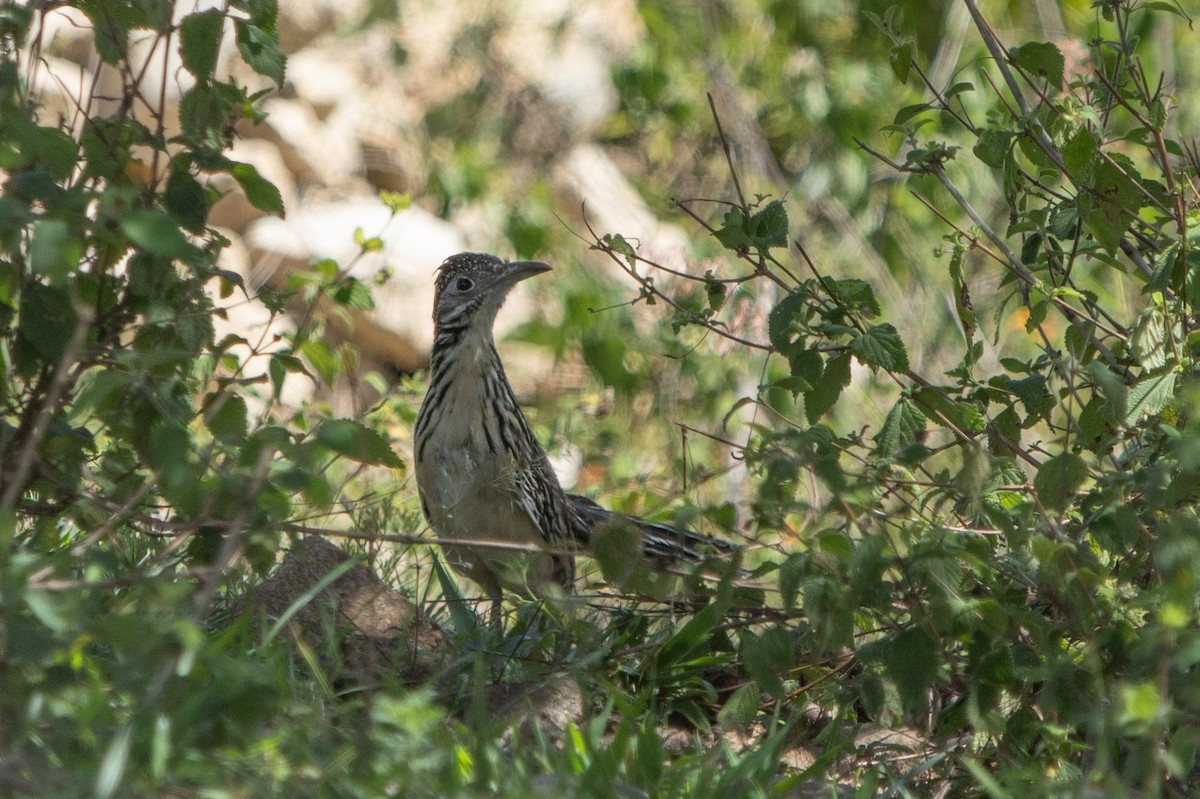 Lesser Roadrunner - ML642462648