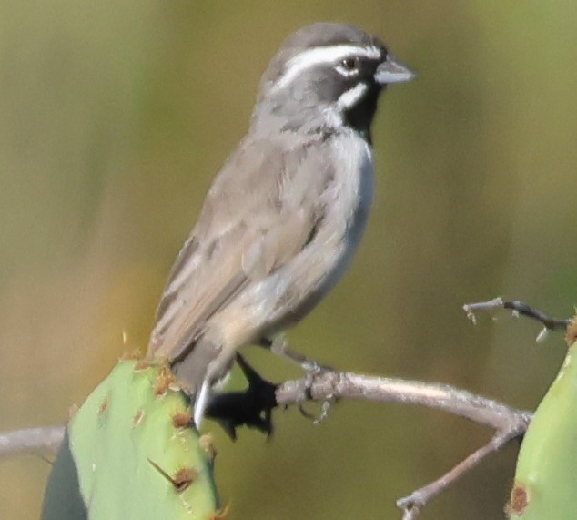 Black-throated Sparrow - ML642462659