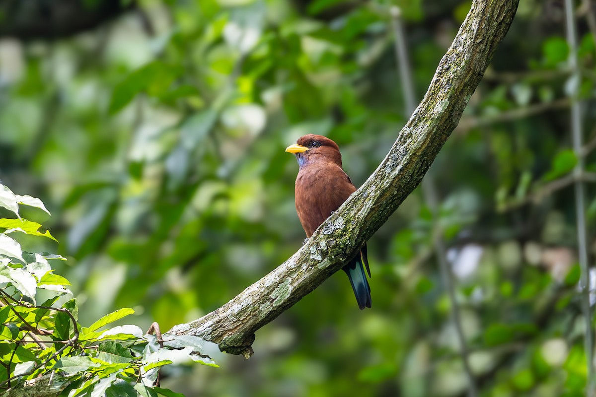 Carraca Gorjiazul - ML642462668
