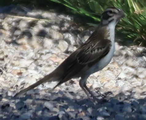 Lark Sparrow - ML642462688