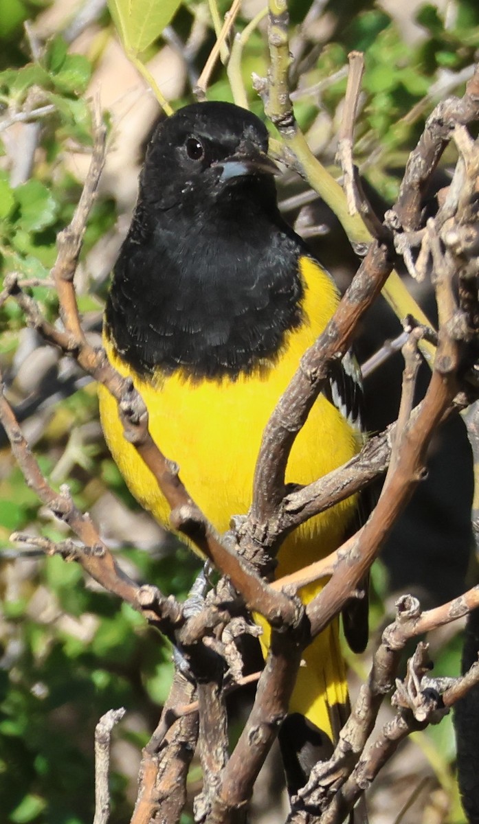 Scott's Oriole - ML642462707