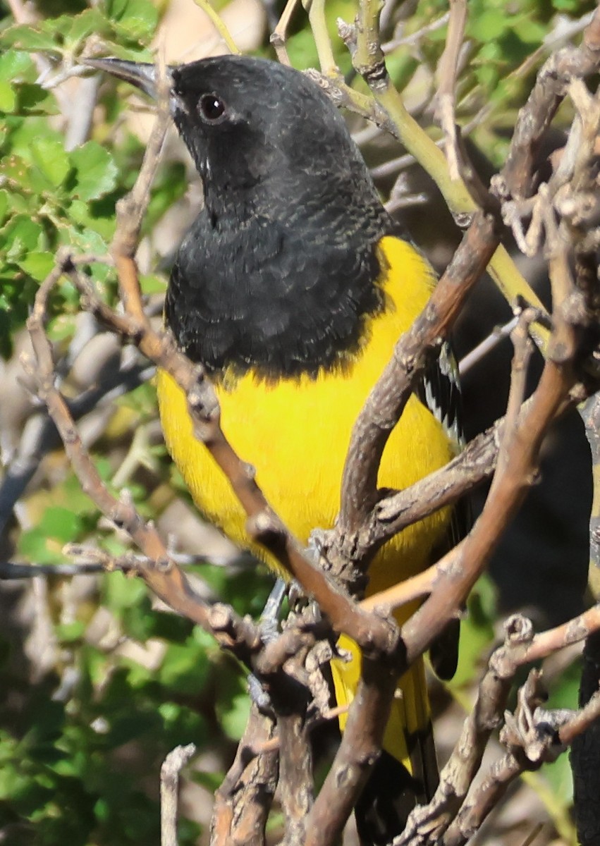 Scott's Oriole - ML642462708