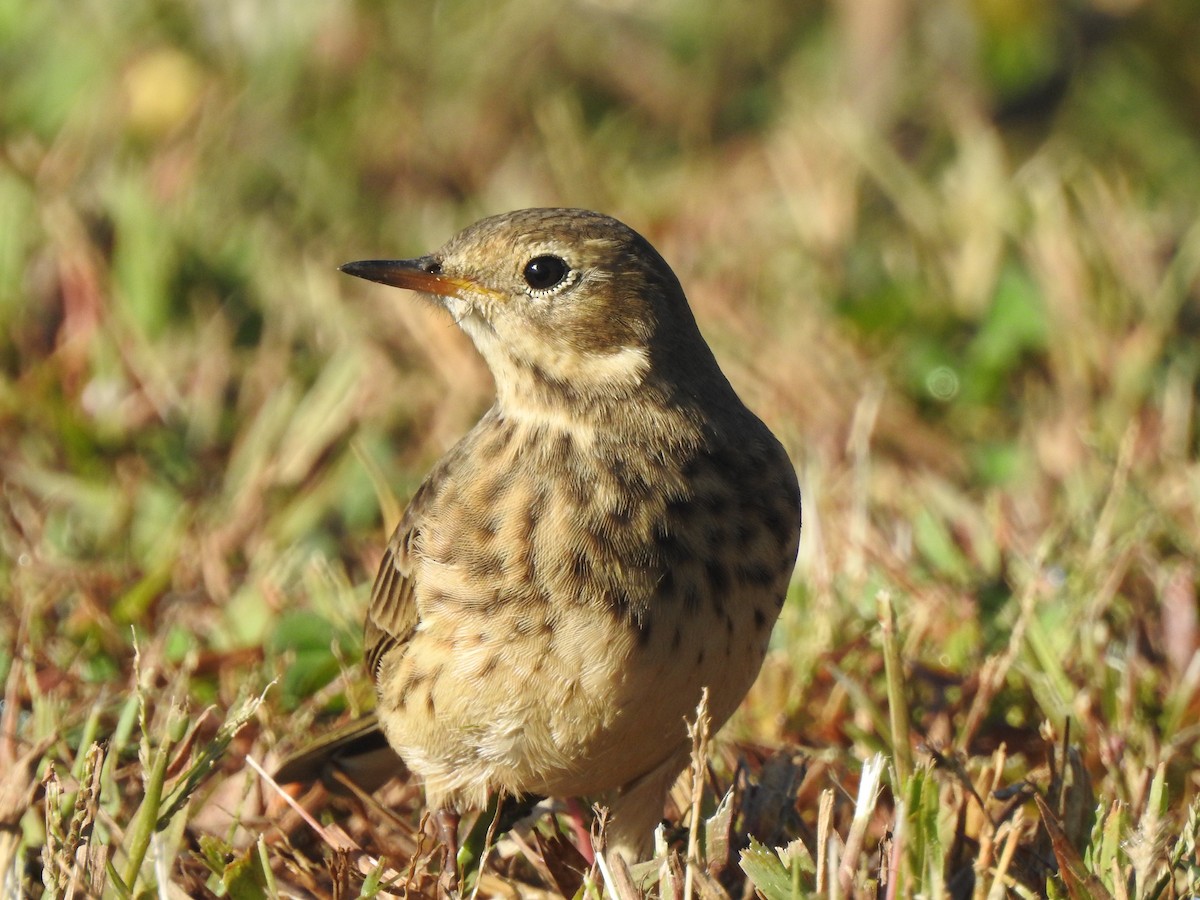Pipit d'Amérique - ML642462716