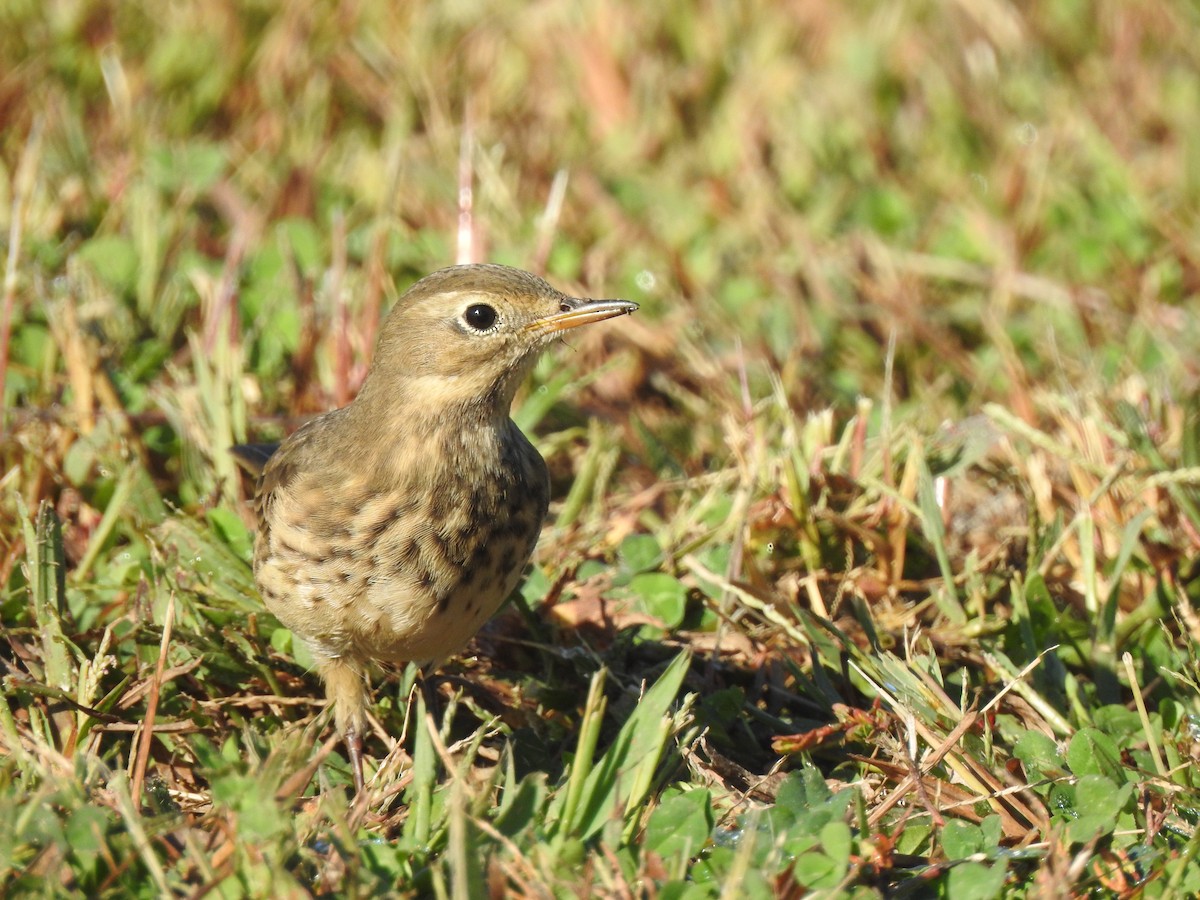 Pipit d'Amérique - ML642462748