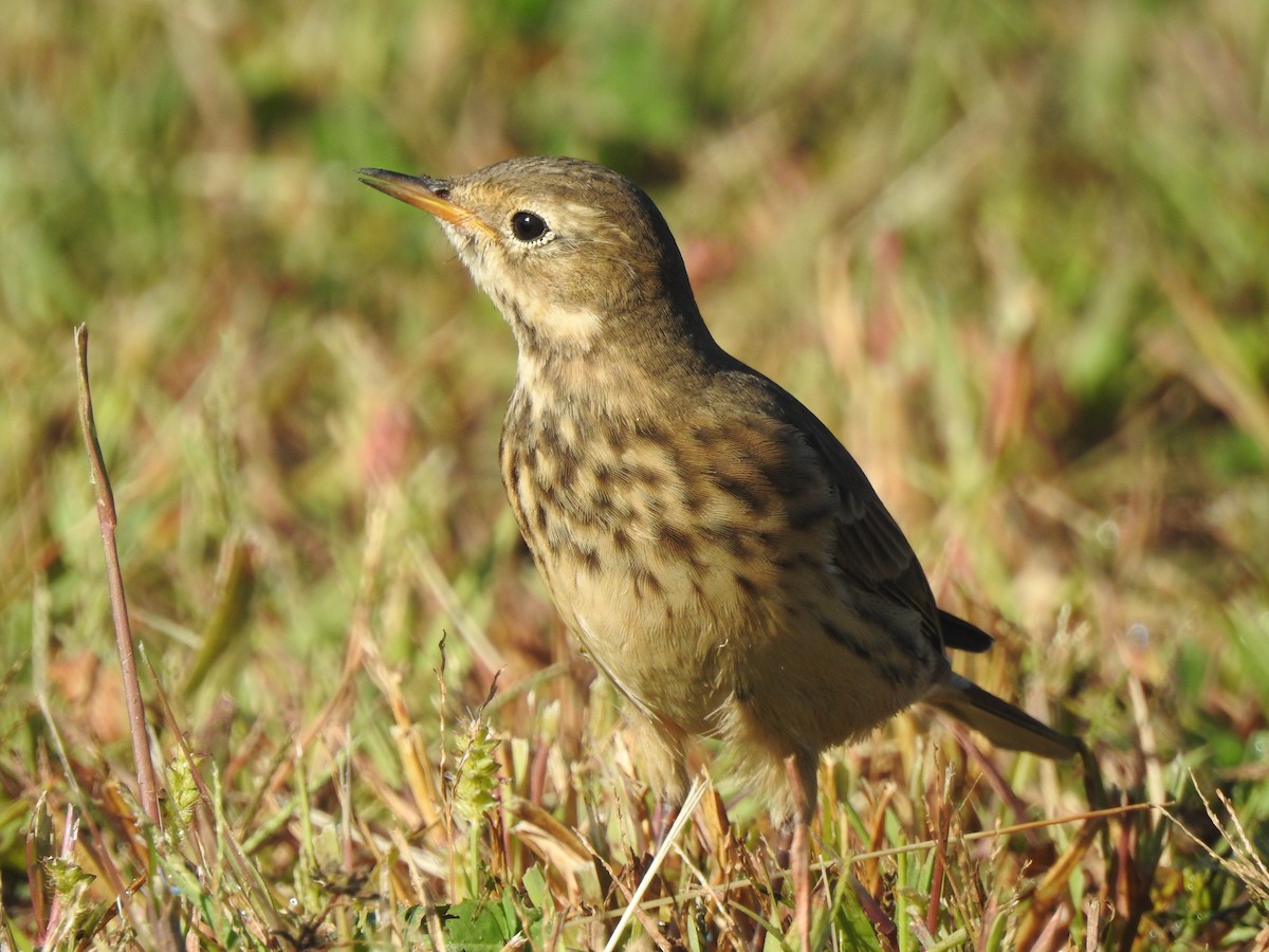 Pipit d'Amérique - ML642462749