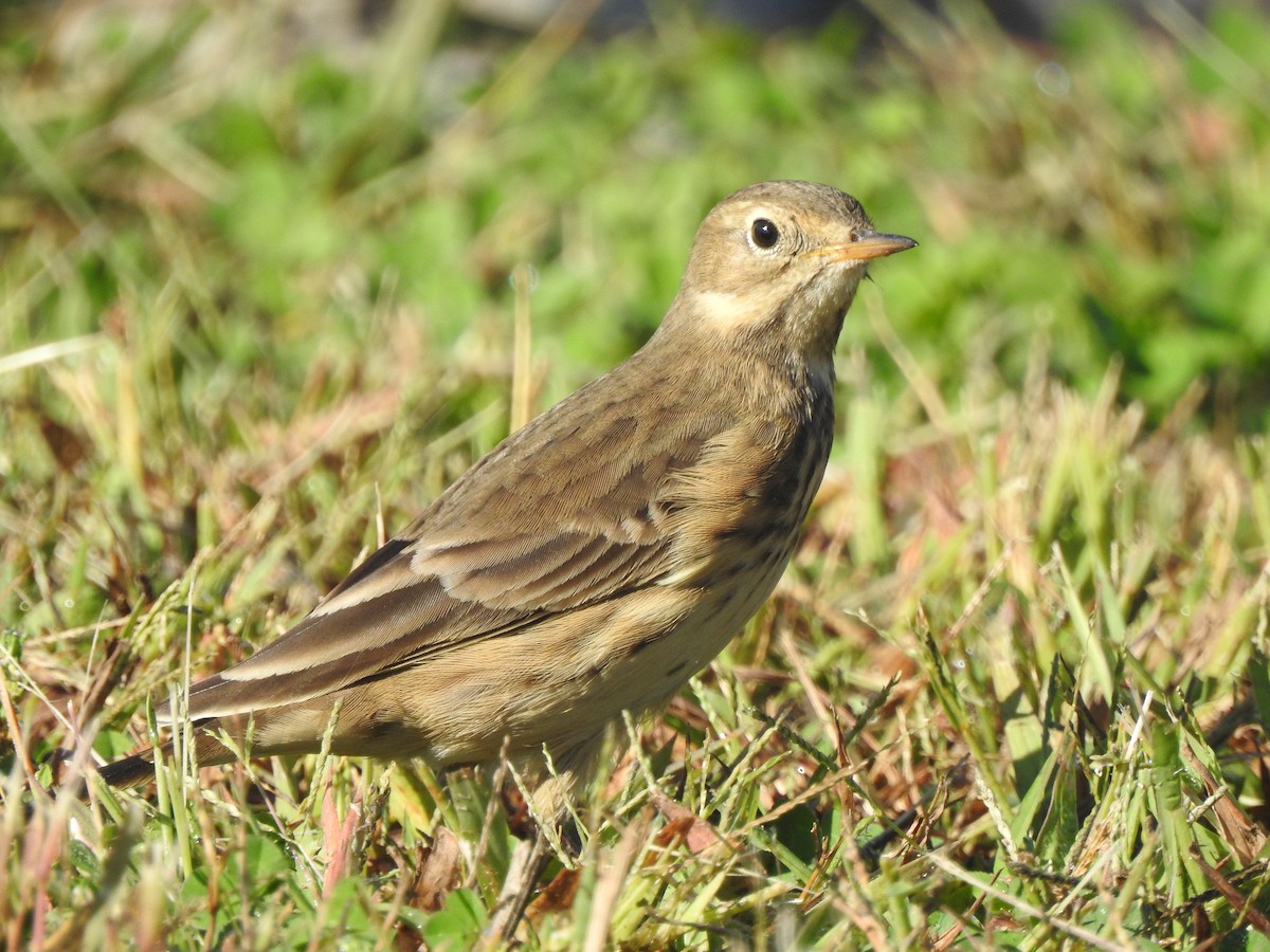 Pipit d'Amérique - ML642462758