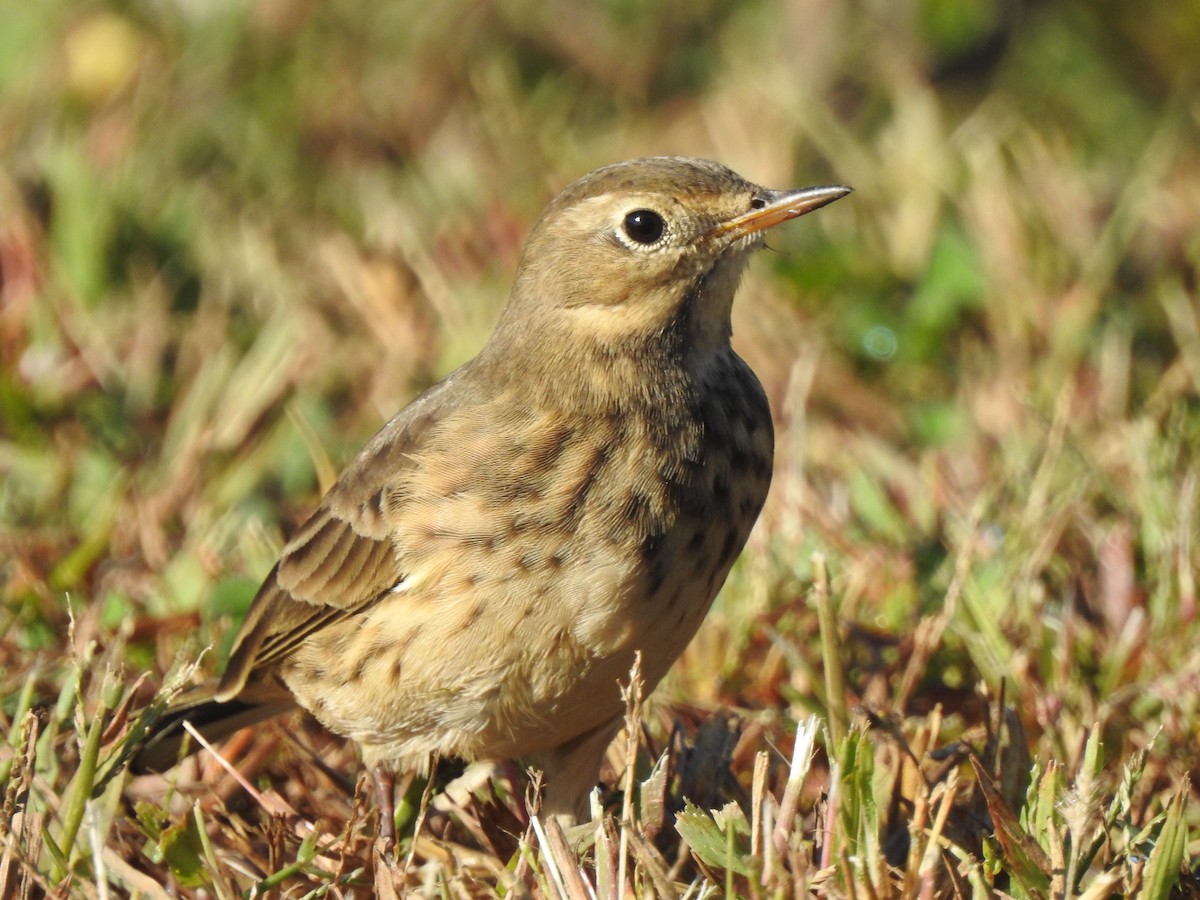 Pipit d'Amérique - ML642462759