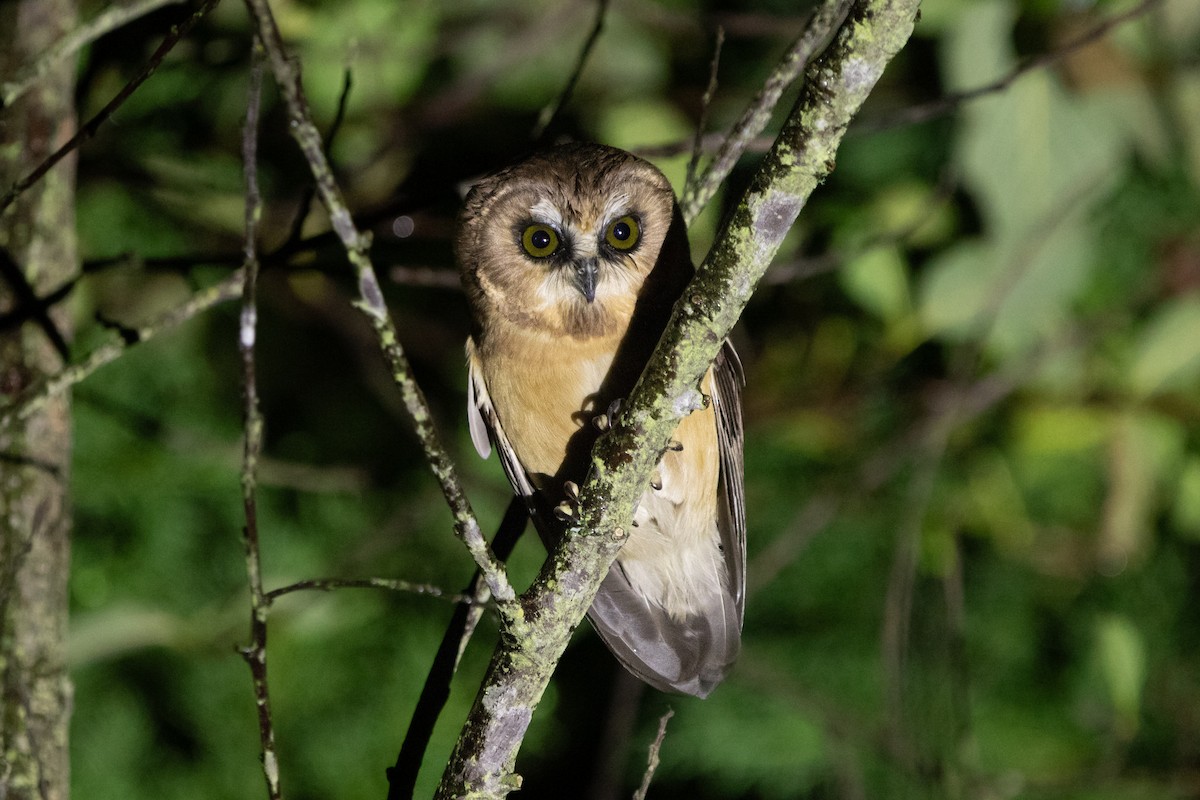 Ridgwaykauz - ML642462782