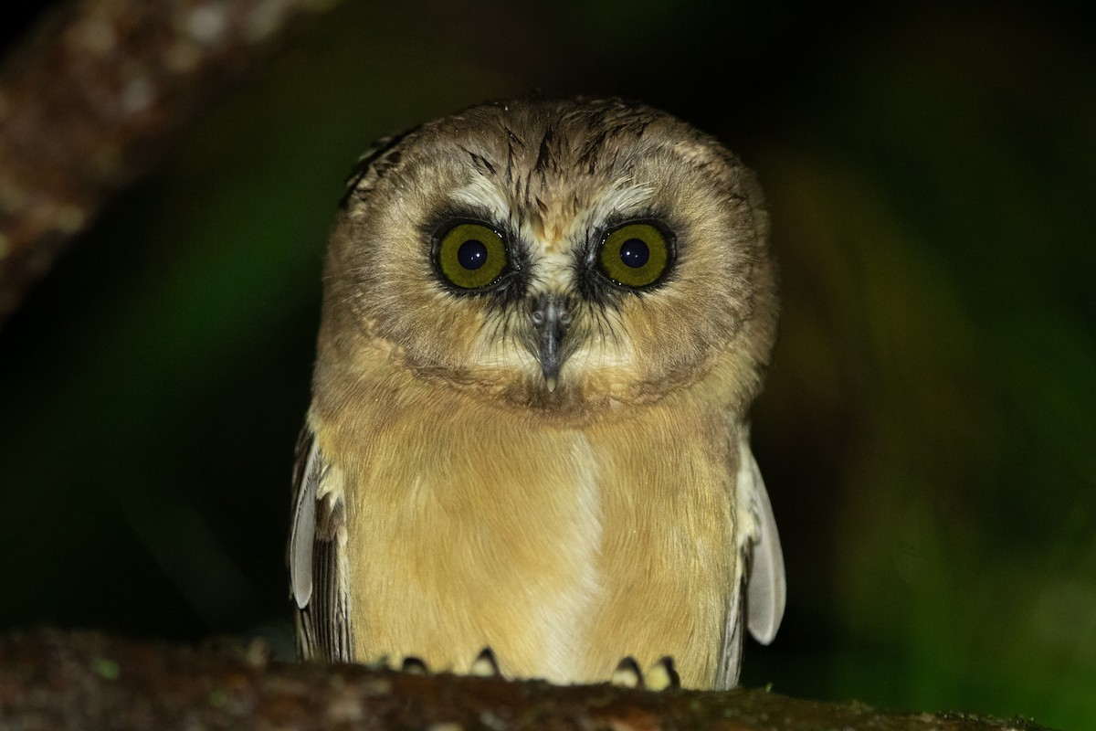 Ridgwaykauz - ML642462783