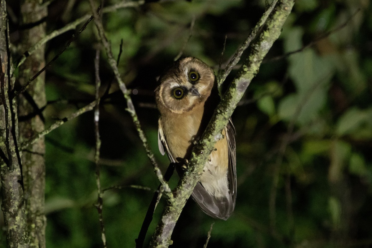 Ridgwaykauz - ML642462784