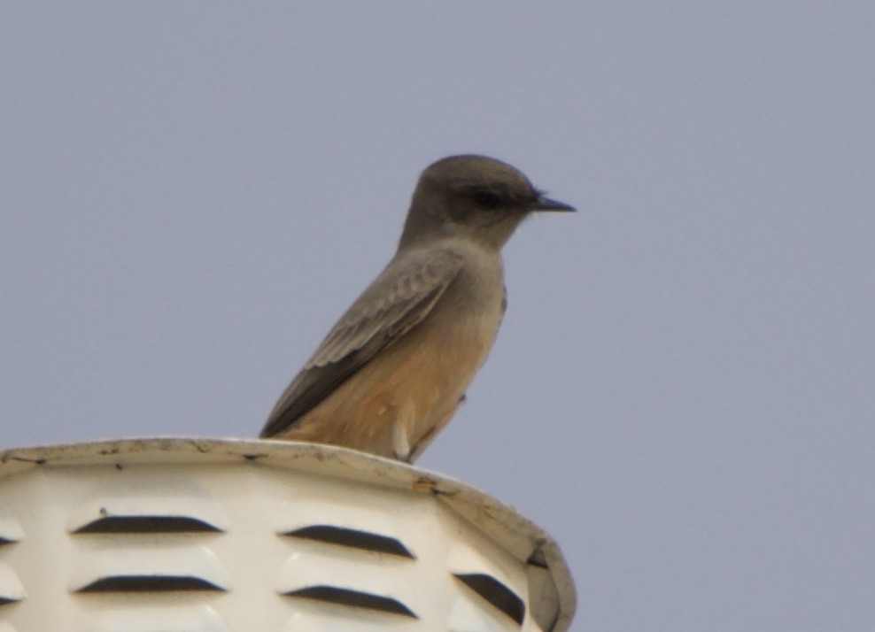 Say's Phoebe - ML642462822