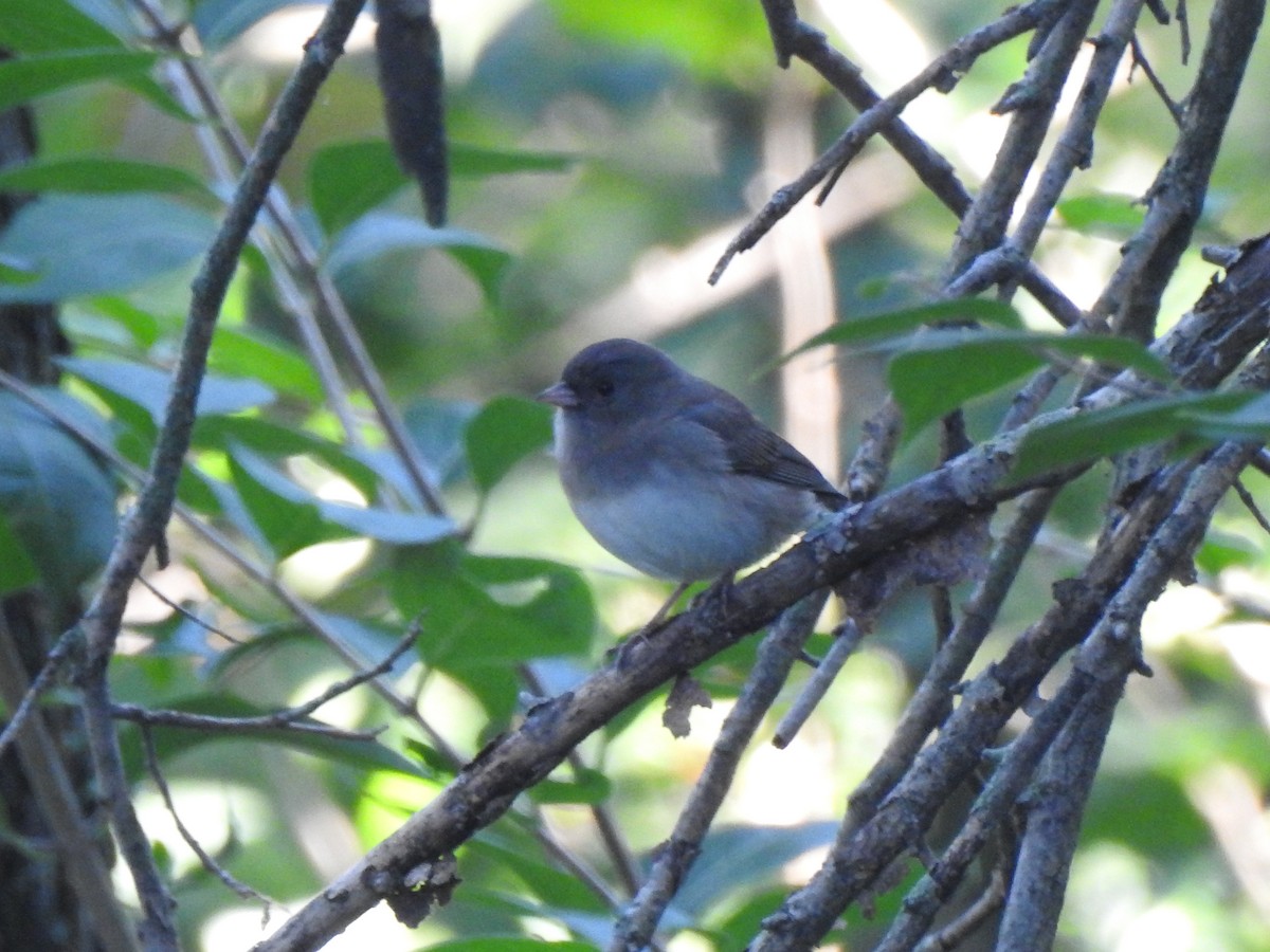 Junco ardoisé - ML642462823