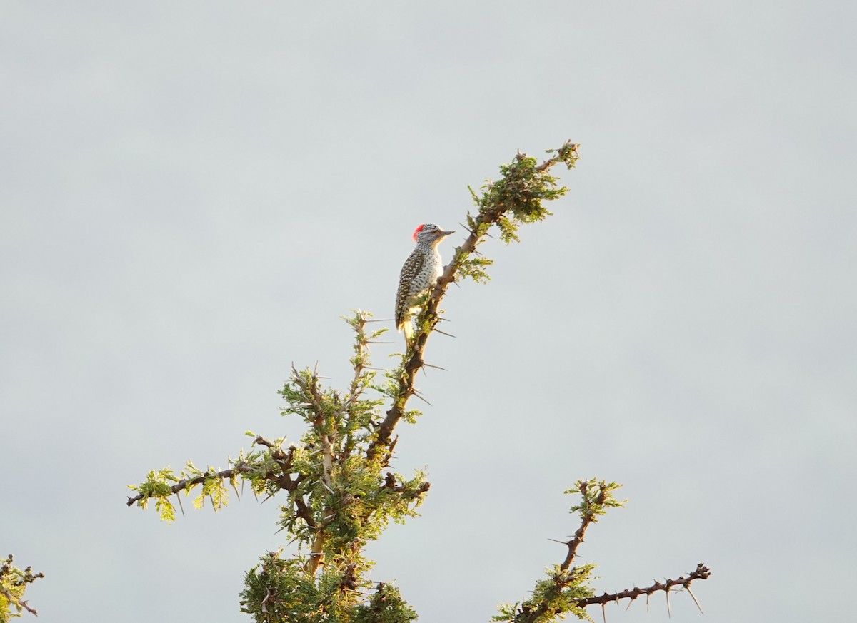 Nubian Woodpecker - ML642462825