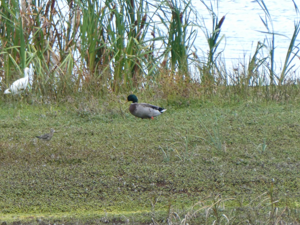 Mallard - ML642462826