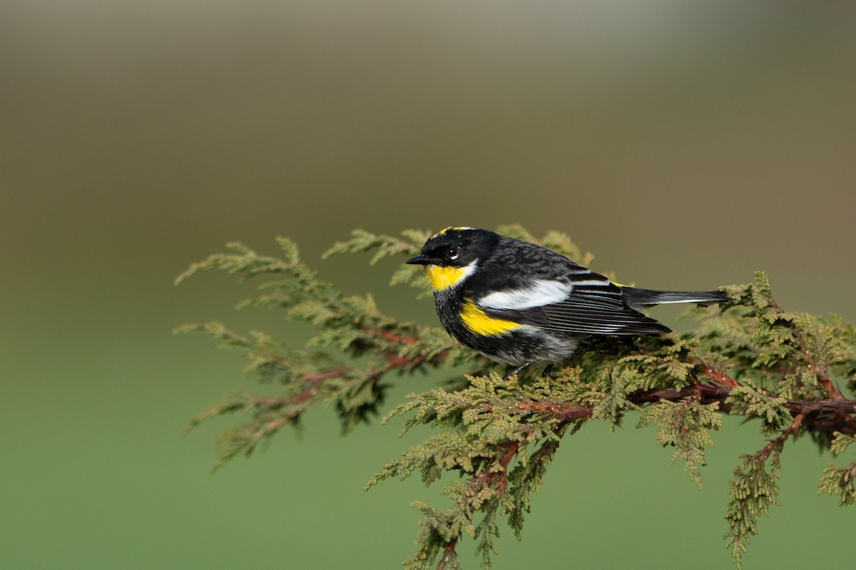 Yellow-rumped Warbler (Goldman's) - ML642462844