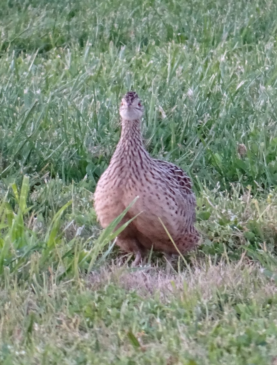 Spotted Nothura - ML642462845