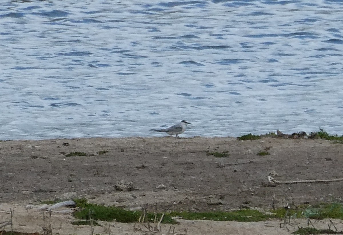 Least Tern - ML642462851