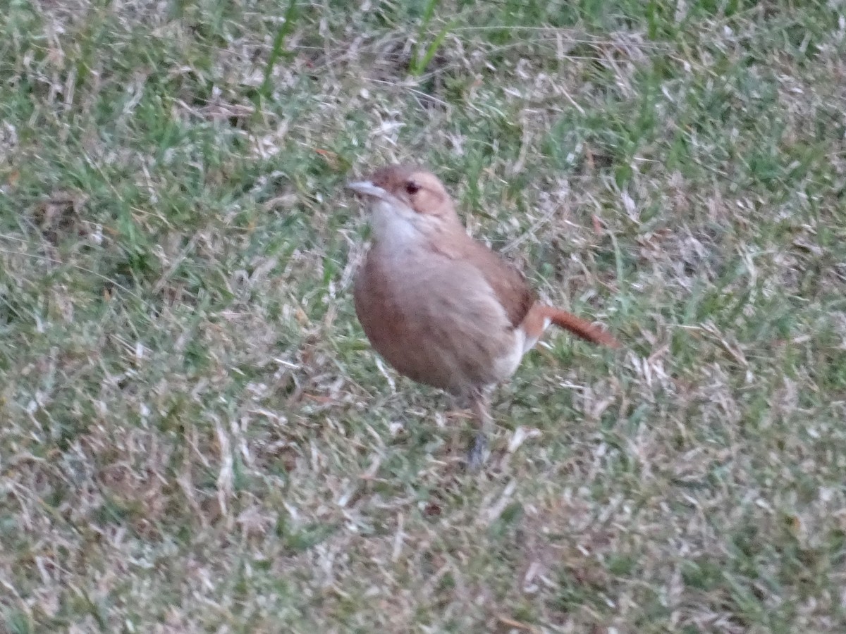 Rufous Hornero - ML642462852