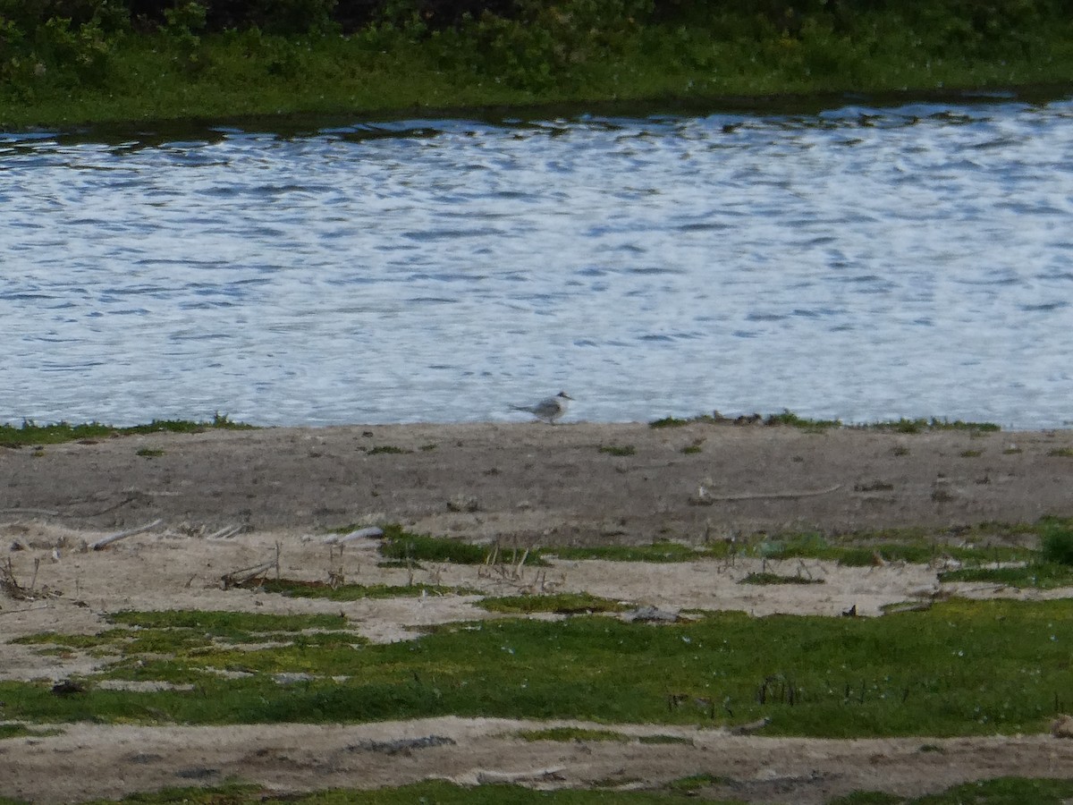 Least Tern - ML642462856
