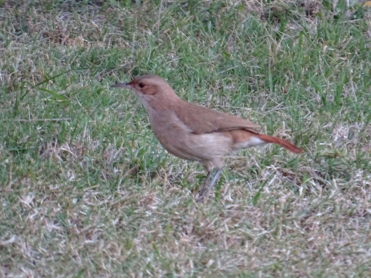 Rufous Hornero - ML642462857