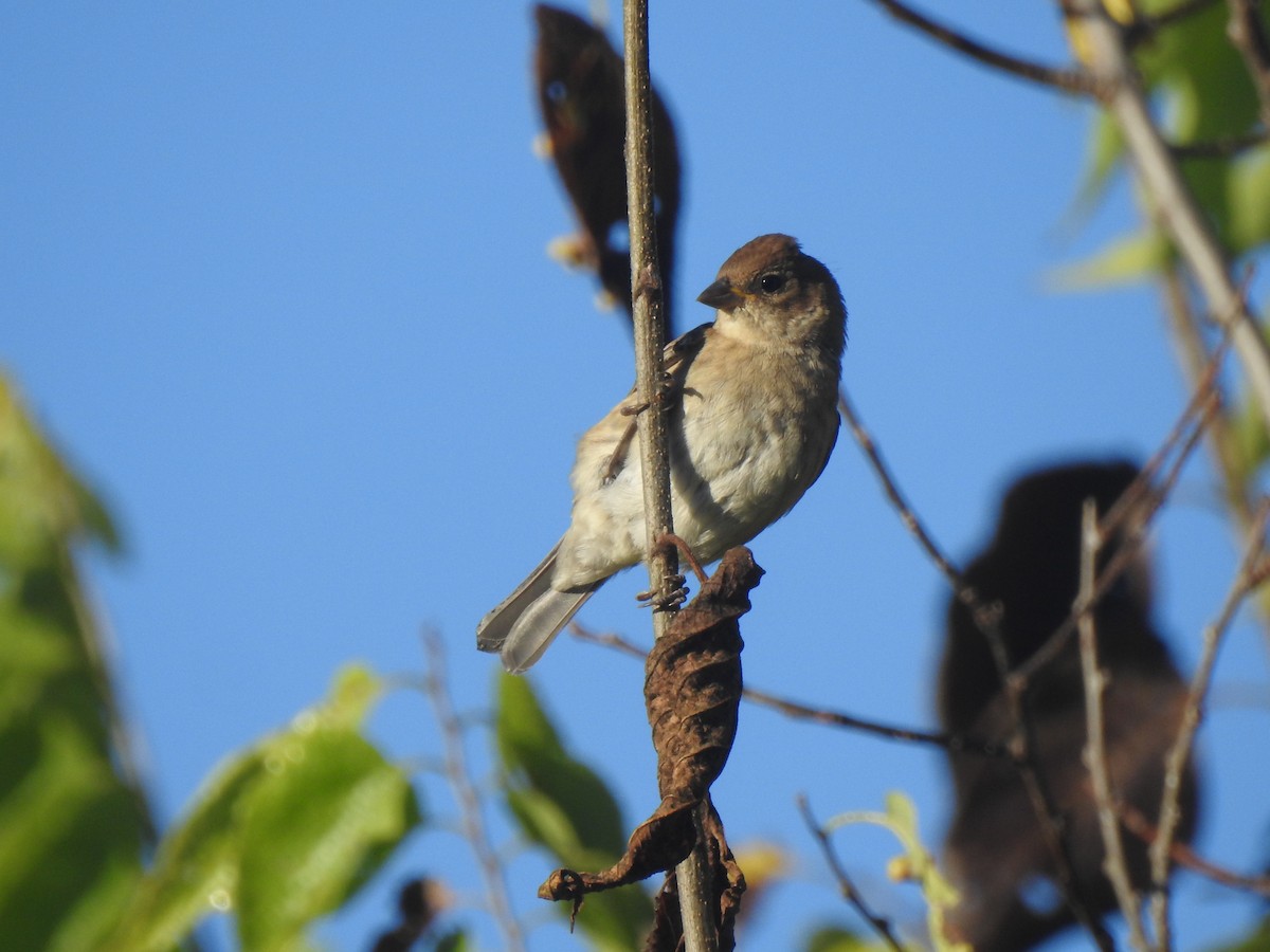 Passerin indigo - ML642462858