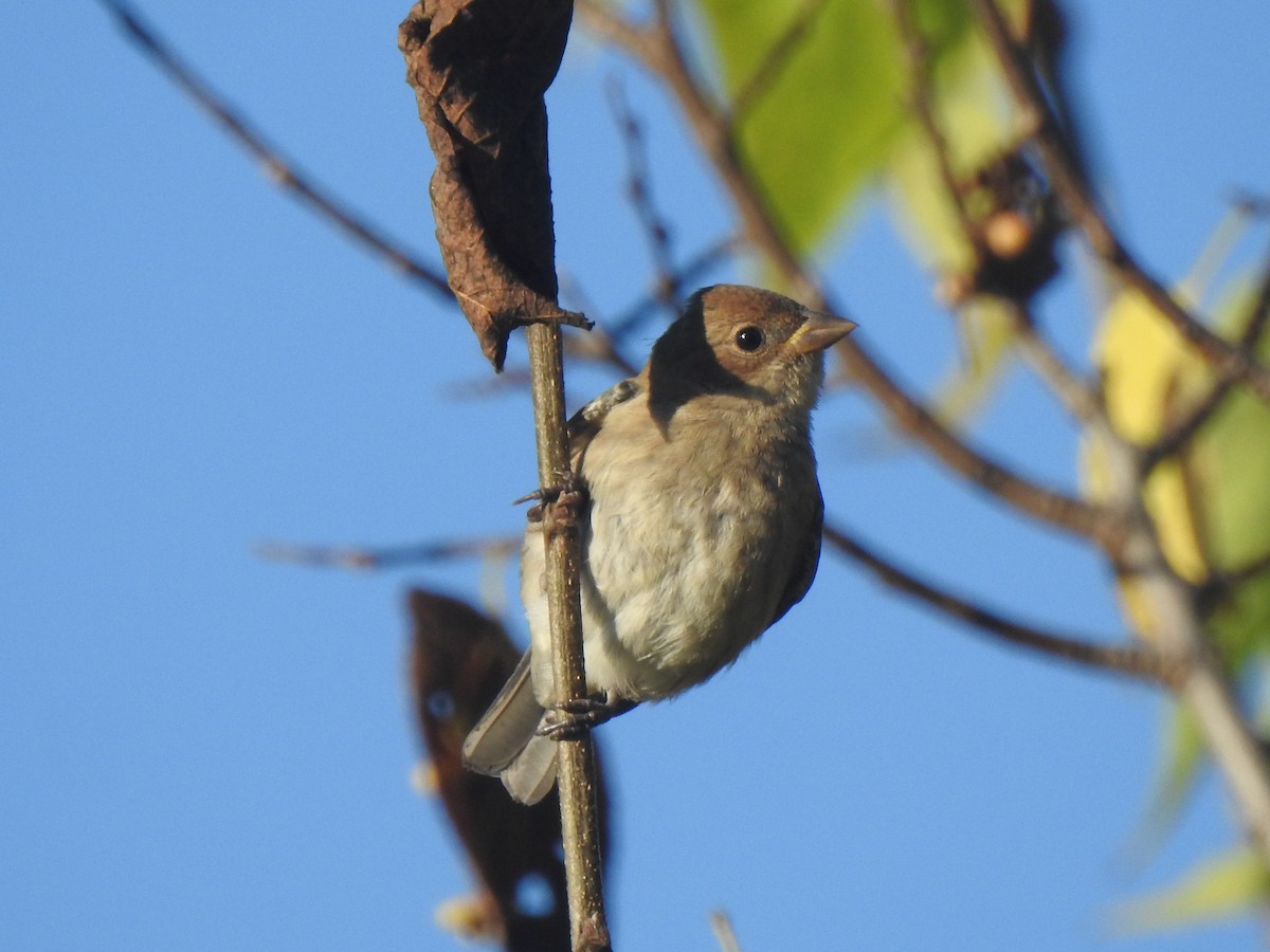 Passerin indigo - ML642462859
