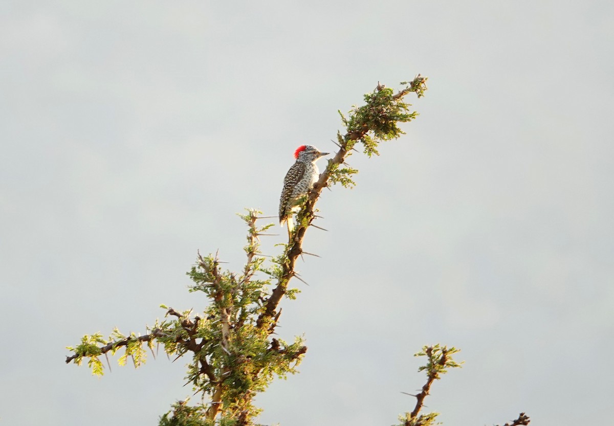 Nubian Woodpecker - ML642462866
