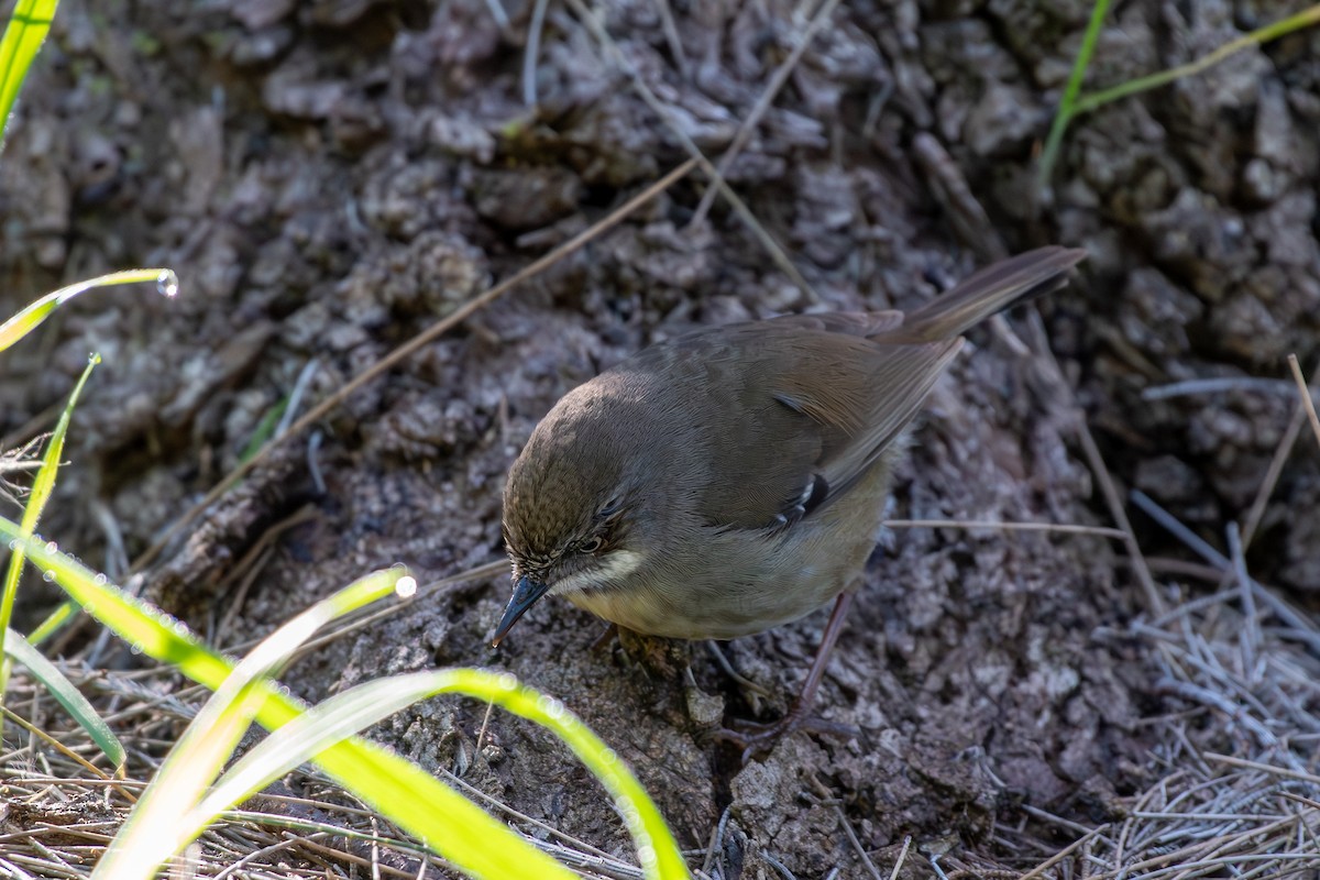 White-browed Scrubwren - Randy Walker