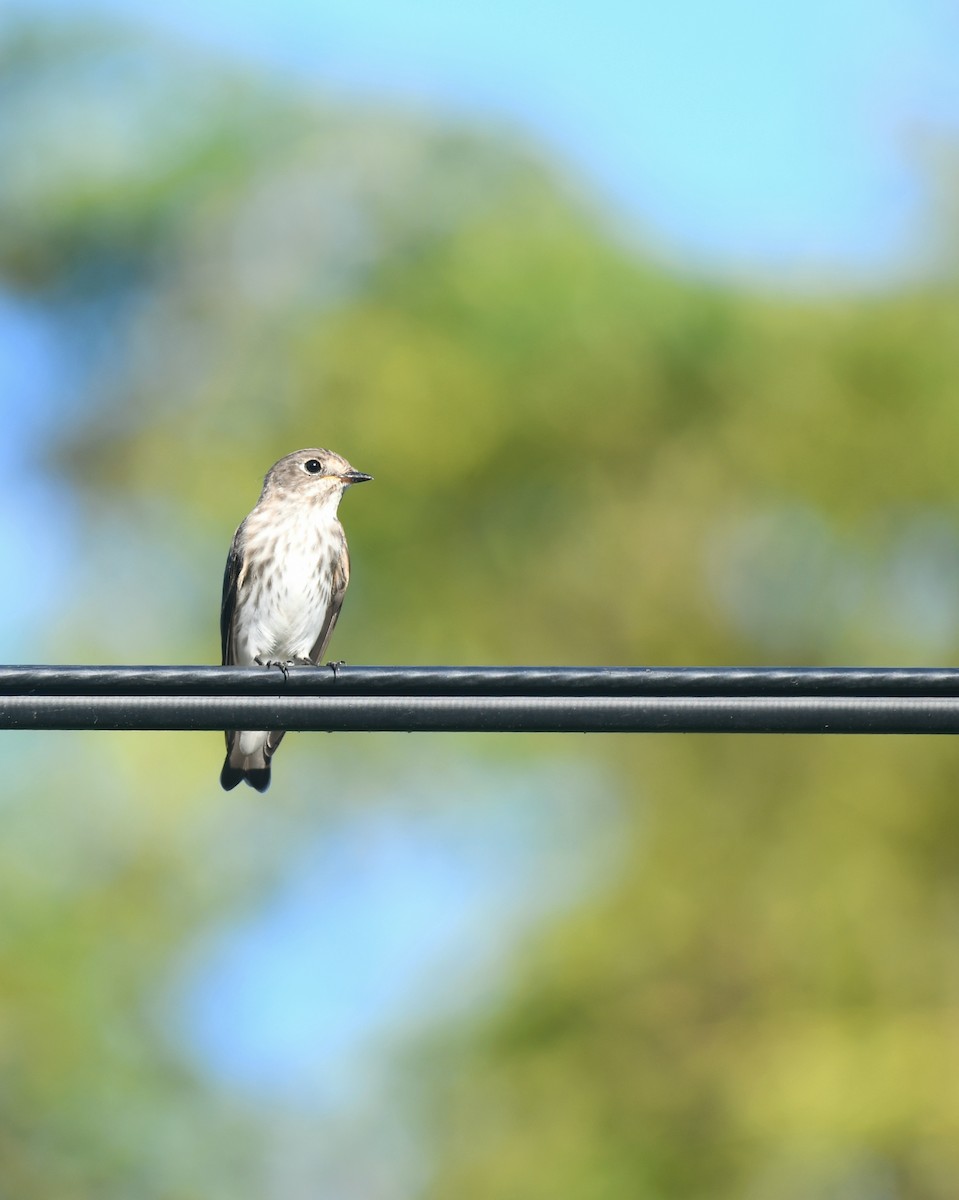 Gray-streaked Flycatcher - ML642462922