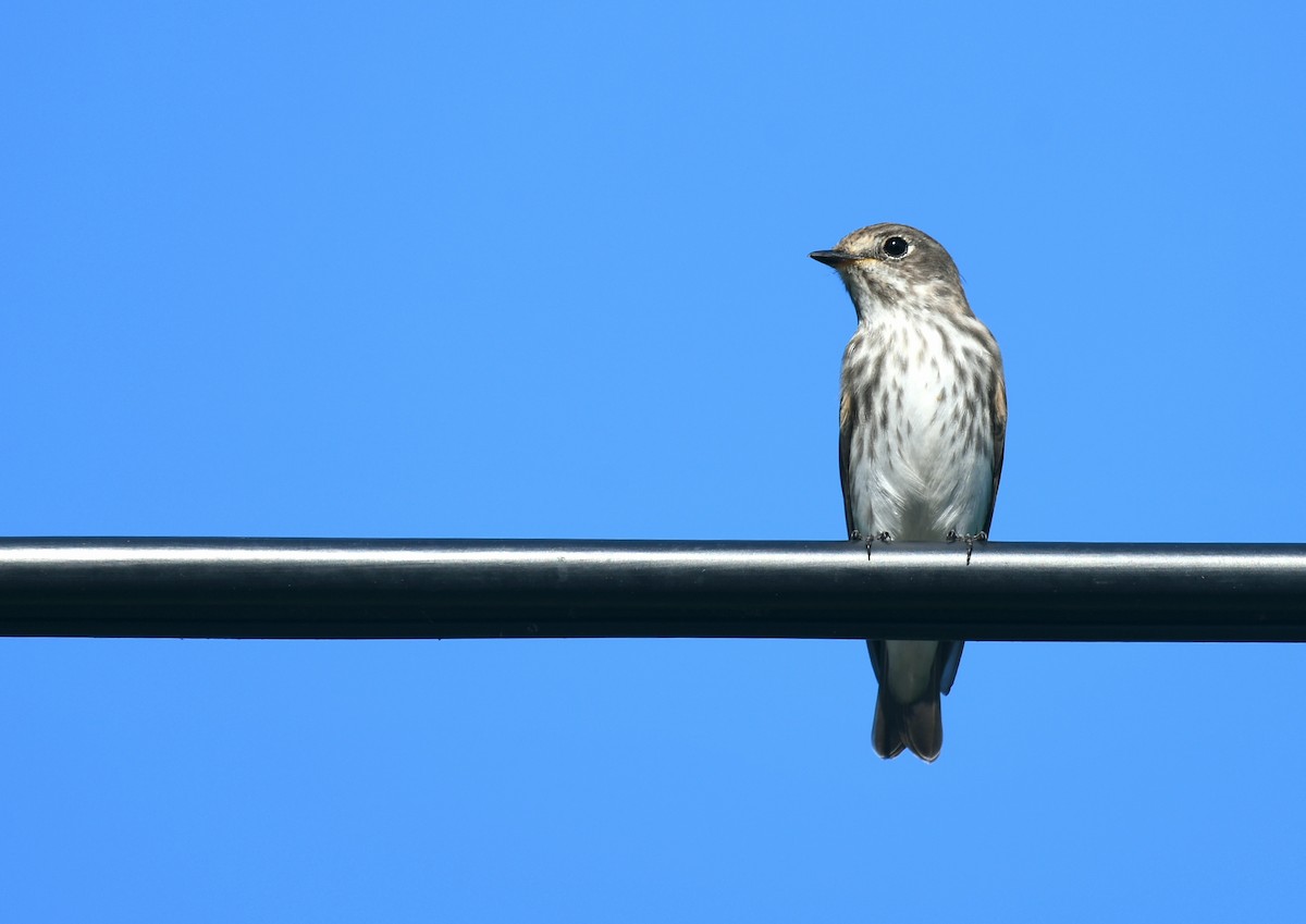 Gray-streaked Flycatcher - ML642462923