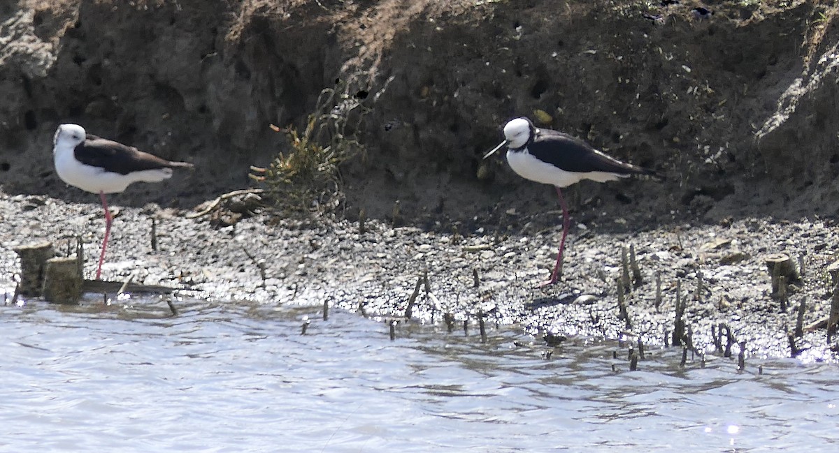 pisila bělohlavá x černá (hybrid) - ML642462934