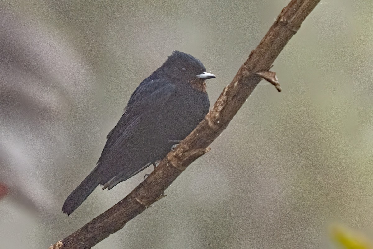 Velvety Black-Tyrant - ML642462947