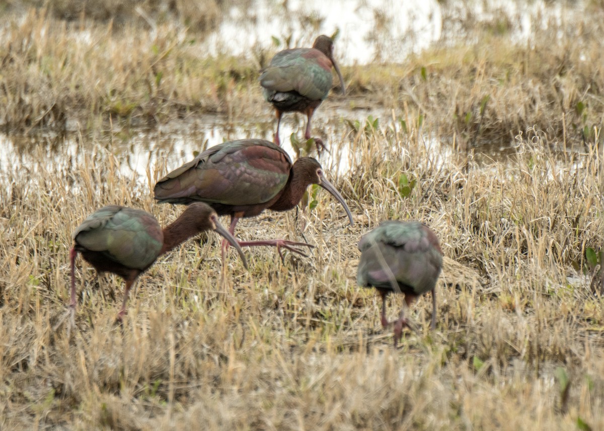 ibis americký - ML642462948