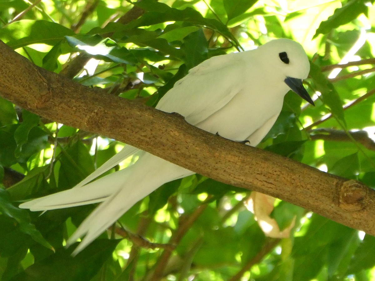 Blue-billed White-Tern - ML642462958