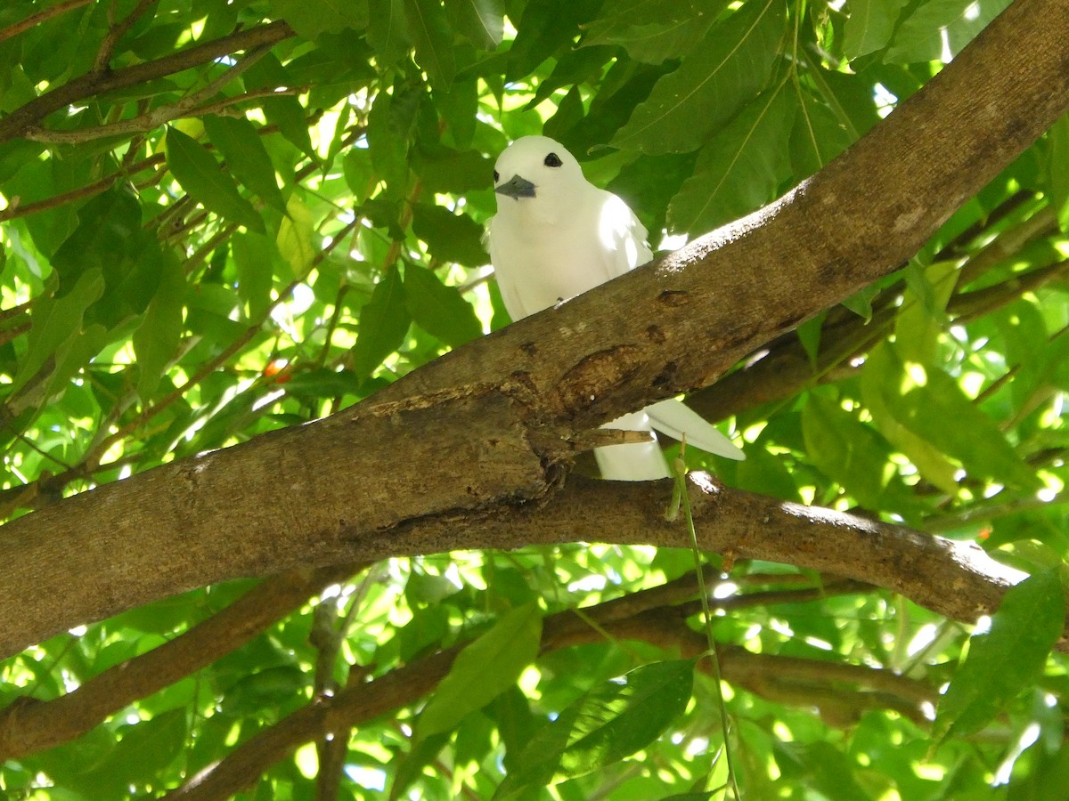White Tern - ML642462984