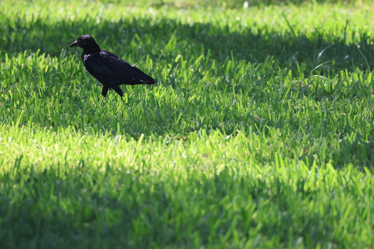 Great-tailed Grackle - ML642462985